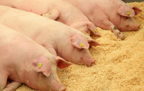 Kiaulių laikytojams bus kompensuotos įsigytos biologinio saugumo priemonės