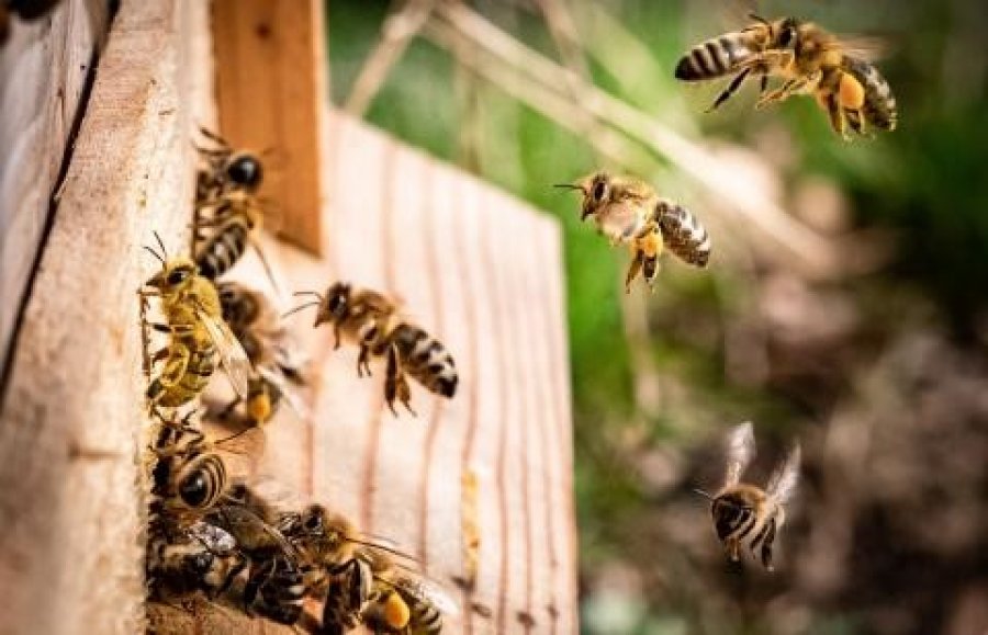 VMVT primena: nuo šių metų rugsėjo mėnesio bitininkams įsigaliojo nauja bičių šeimų registravimo...