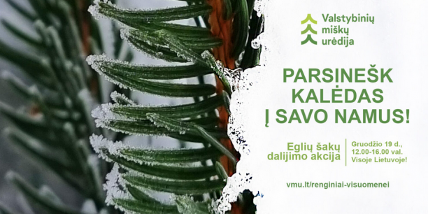 „Parsinešk Kalėdas į savo namus“ – visoje Lietuvoje miškininkai gyventojams dovanos eglių ir pušų...
