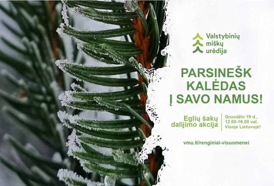 „Parsinešk Kalėdas į savo namus“ – visoje Lietuvoje miškininkai gyventojams dovanos eglių ir pušų...