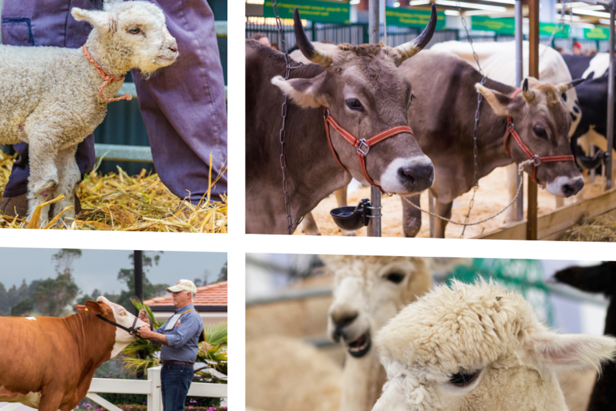 Informacija dėl užkrečiamųjų ligų grėsmių ūkių gyvūnams – naujausi sprendimai ir mokymai regionuose