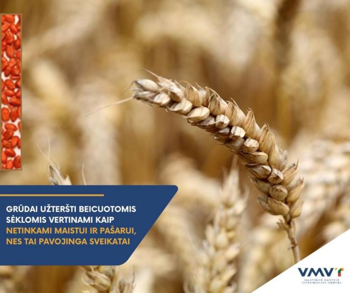 SVARBI VMVT ŽINUTĖ ŪKININKAMS: neatsakingas beicų naudojimas – rizika sveikatai!