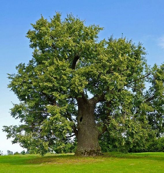 2025 metų Lietuvos medžio rinkimai