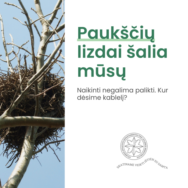 Nauja atmintinė: kada ir kaip galima perkelti arba ardyti laukinių paukščių lizdus