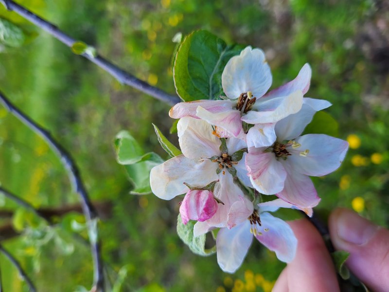 Pavasarinės šalnos: kaip elgtis ūkininkams