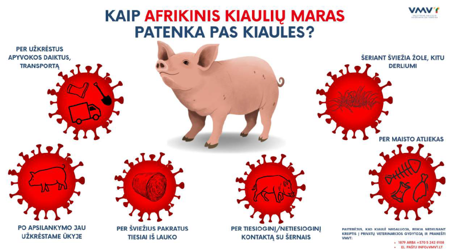 Pirmasis šiemet afrikinio kiaulių maro protrūkis kiaulių ūkyje Latvijoje