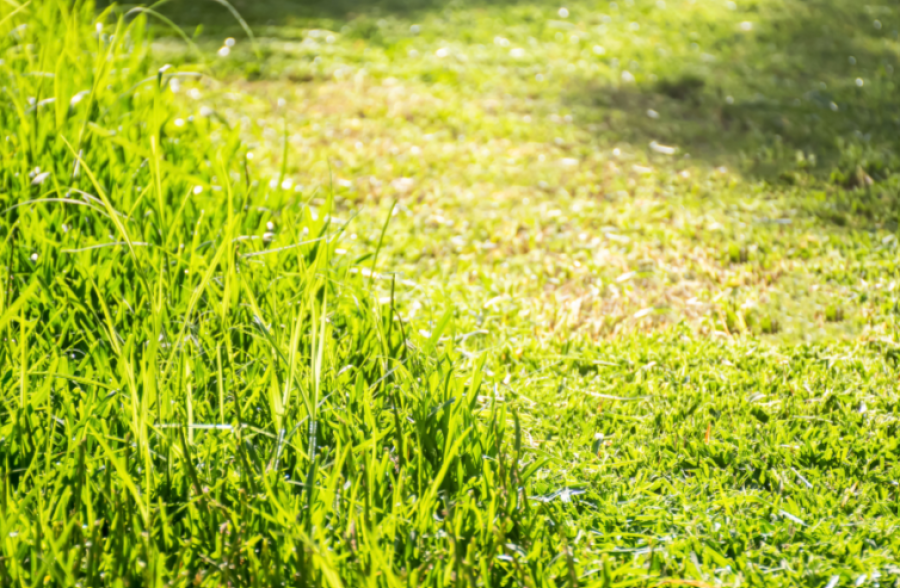 Nešienautos pievos gali brangiai kainuoti