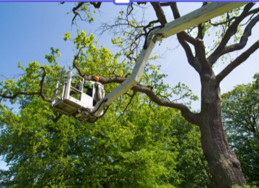 Informacija  dėl avarinės būklės medžių pjovimo, genėjimo ir kitų priežiūros darbų Kaišiadorių...