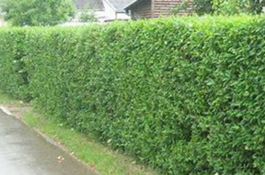 Želdinių sodinimas ir tvorų tvėrimas nesilaikant nustatytos tvarkos sukelia konfliktus