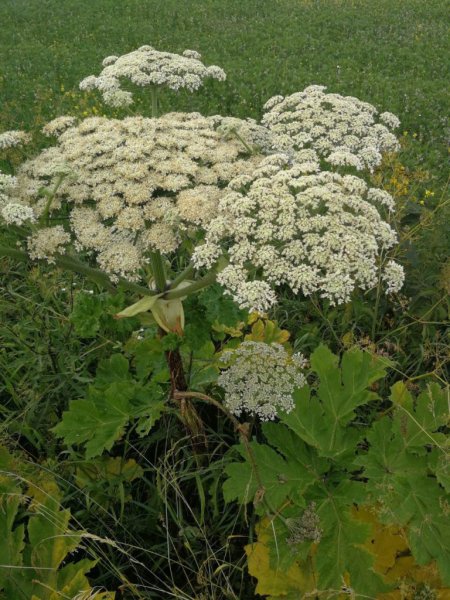 Raginame prisidėti prie invazinių rūšių naikinimo