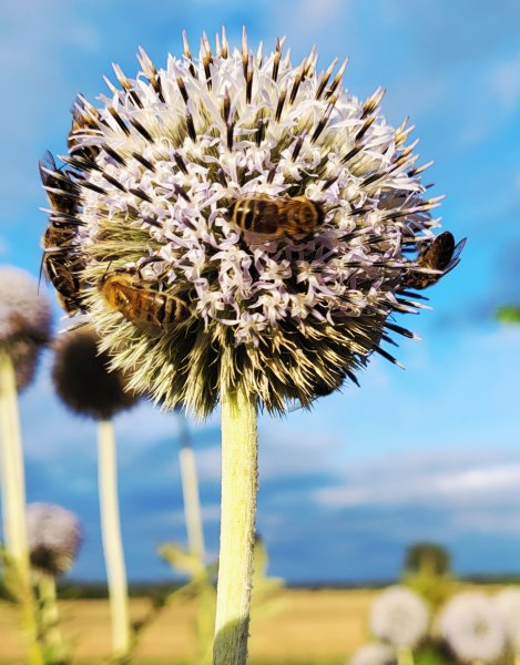 Parama bičių laikytojams už papildomą bičių maitinimą