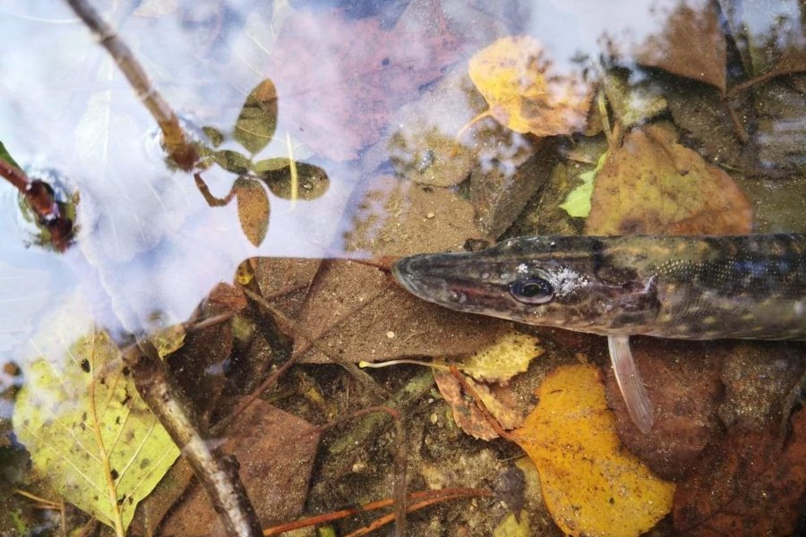 Įžuvinti Kaišiadorių rajono vandens telkiniai