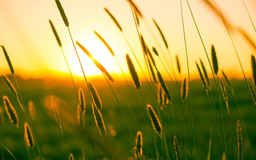 Šienavimo sezonui artėjant į pabaigą