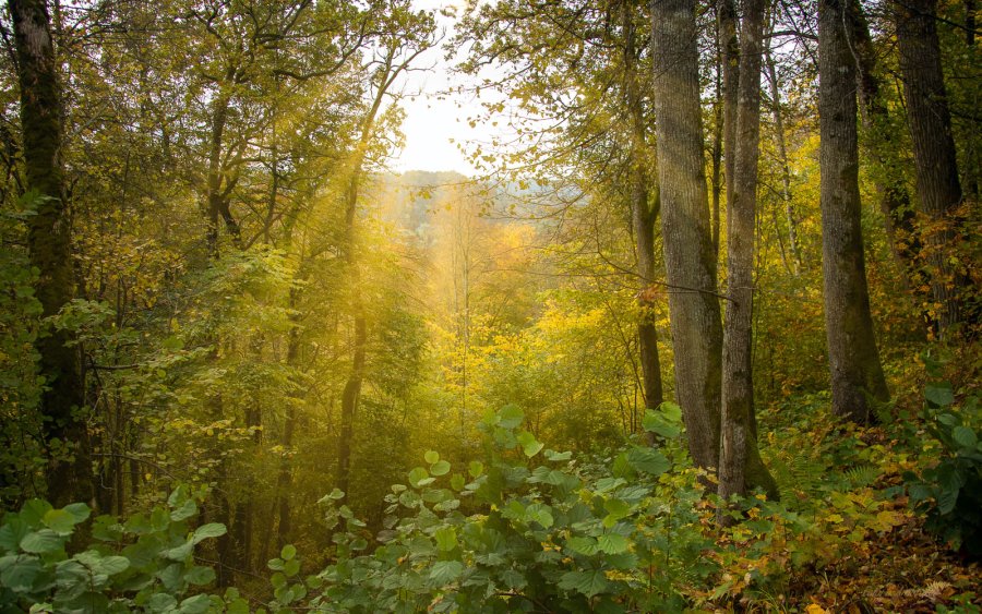 Kviečiame susipažinti su baigiamu rengti valstybės įmonės Valstybinių miškų urėdijos patikėjimo...