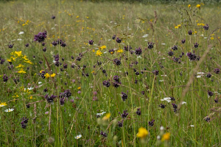 Parengtas naujas natūralių pievų ir ganyklų, pelkių ir šaltinynų specialiųjų žemės naudojimo...