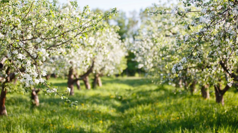 Nuo pavasarinių šalnų nukentėję sodininkai ir uogininkai kviečiami teikti prašymus paramai gauti