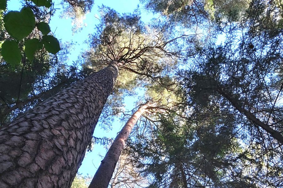  Parengtas Kaišiadorių rajono savivaldybės valstybinės reikšmės miškų plotų schemos pakeitimo...