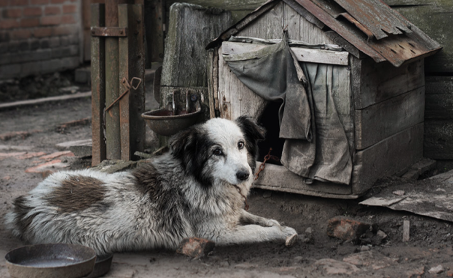Artėjant itin šaltam savaitgaliui, norime atkreipti Jūsų dėmesį, kad lauke laikomiems gyvūnai...