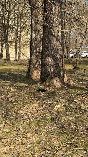 Dėl situacijos Girelės tvenkiniuose ir kitų gyventojų pranešimų