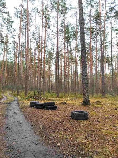 Miškuose paliktų padangų kaina: nuo žalos aplinkai iki baudų teršėjams